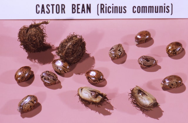 MBS Castor beans