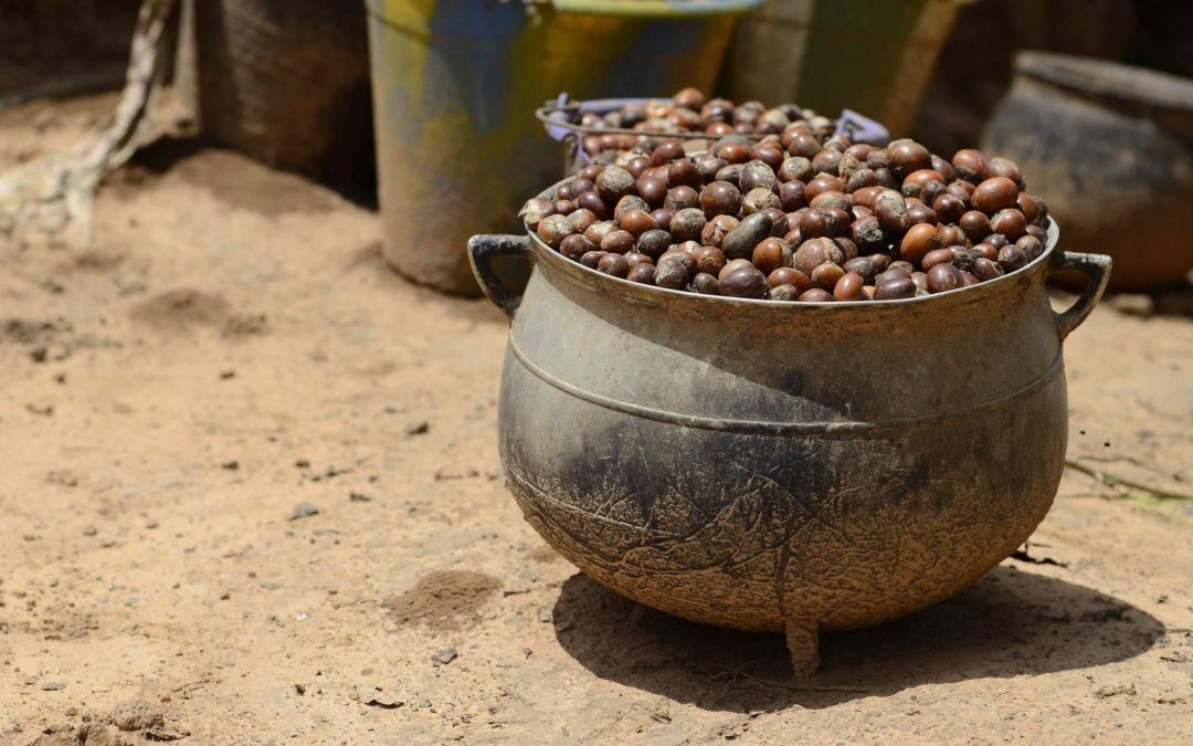 Benefits of Shea Butter Day 1