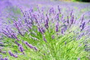 lavender field 320x213