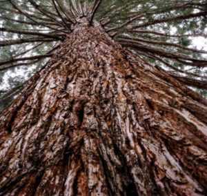 image_6487327-woods
